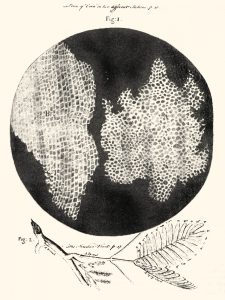 Imágenes de la Micrographia de R. Hooke, 1665.